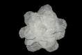 Dalia